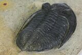 Bargain, Zlichovaspis Trilobite - Atchana, Morocco #137276-5